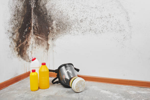 Best Biohazard Mold Removal  in Millville, UT